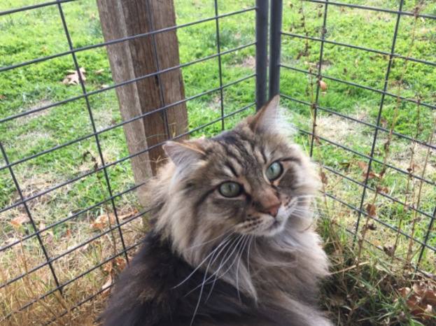 Long-haired tabby cat sitting by a wire fence outdoors, looking up attentively.
