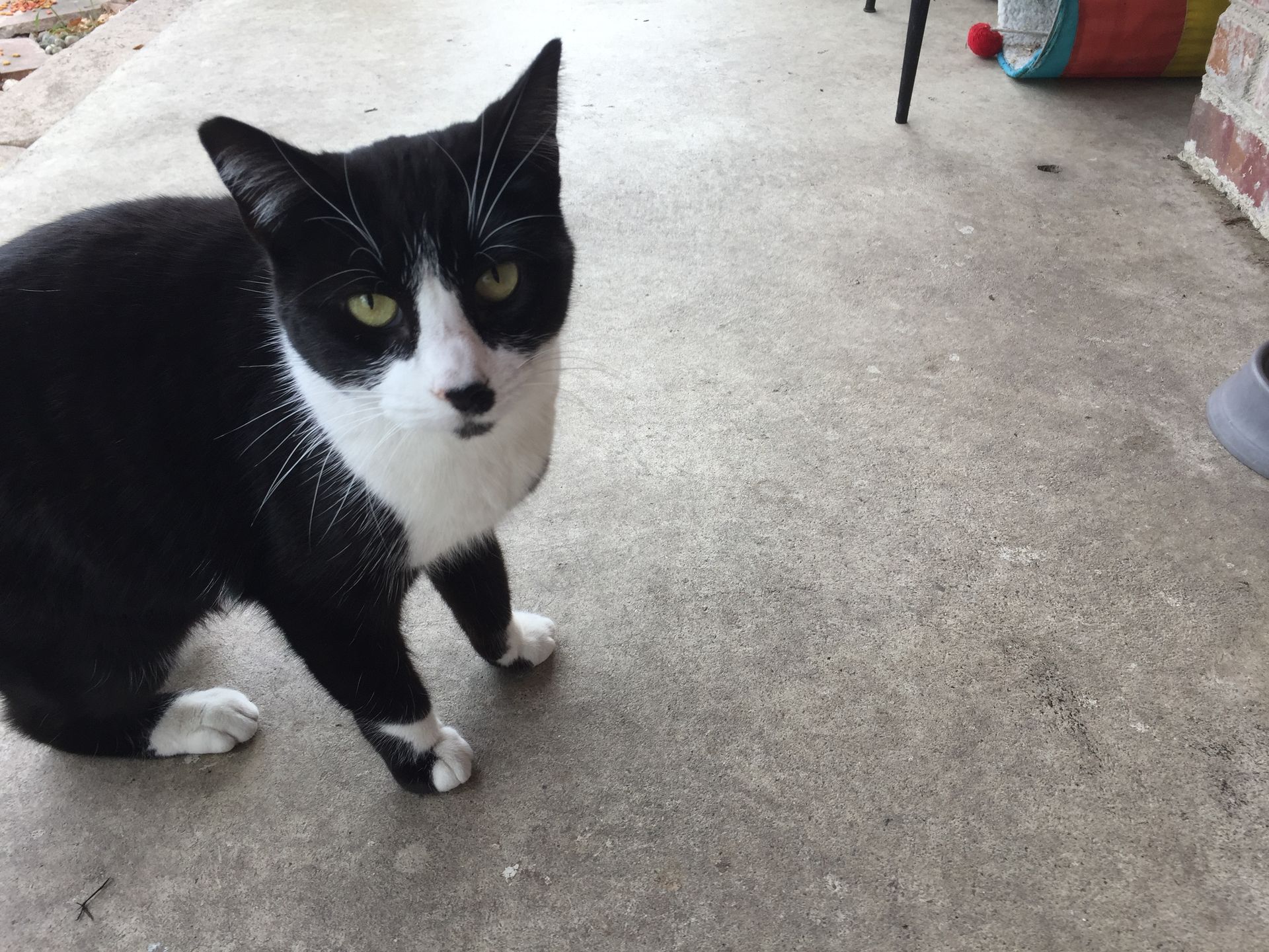 Black and white cat sitting on a concrete floor, looking at the camera.