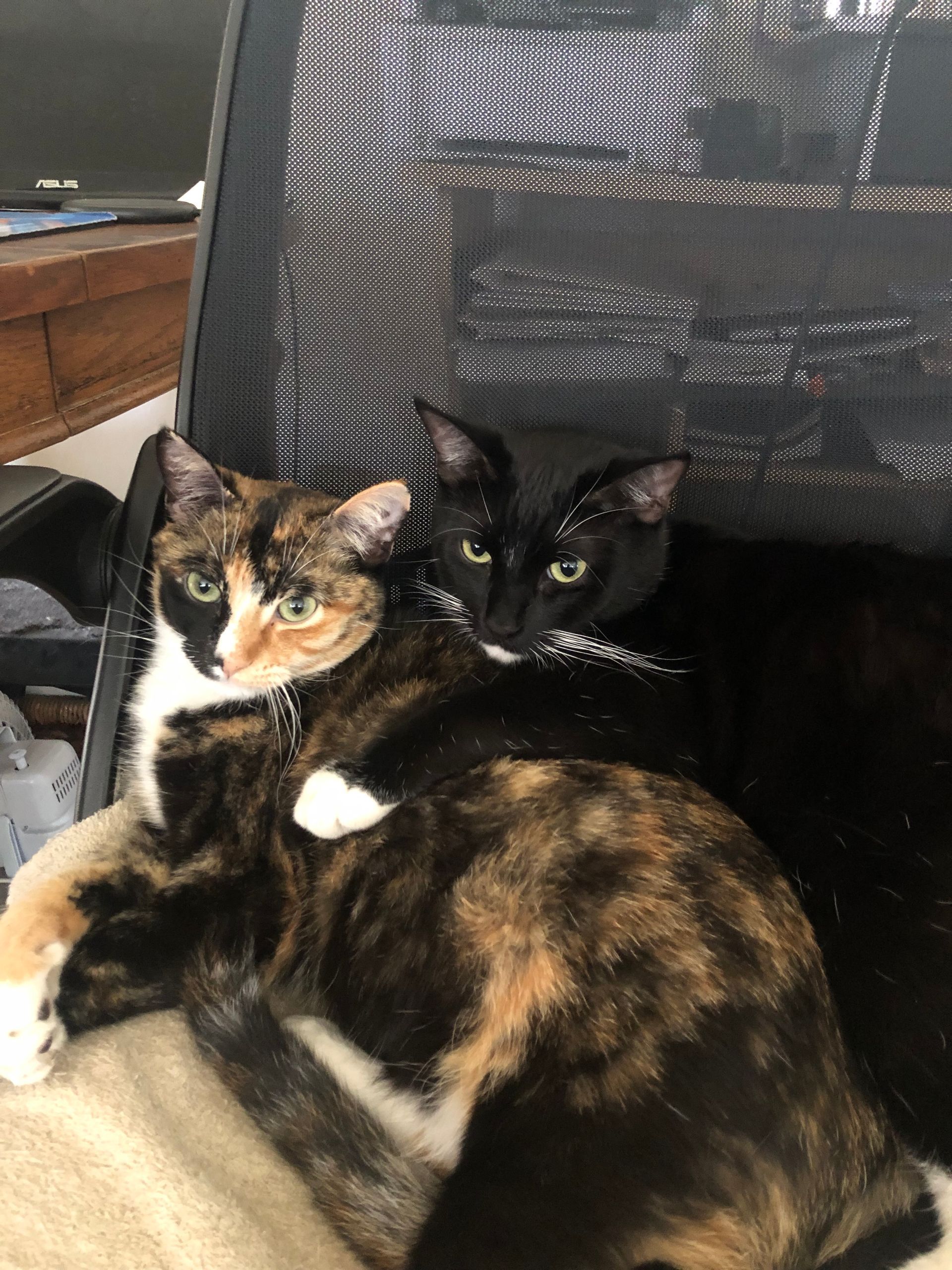 Two cats cuddled together on a mesh office chair, one tortoiseshell and one black with a white chest.